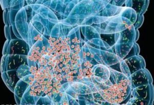 microbiome-gut-health-diet-surgery