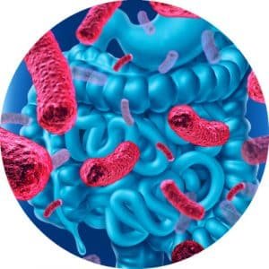 gut bugs in a circle