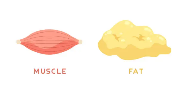 Fat vs muscle